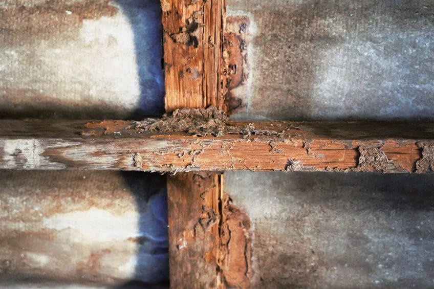 Termite Damage
